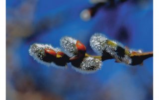 Frühling _ www pfarrbrief.de _Peter Friebe