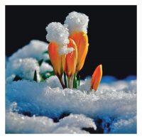 Frühling _ www pfarrbrief.de _Peter Friebe