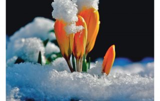 Frühling _ www pfarrbrief.de _Peter Friebe